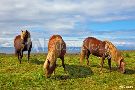 Picture of Charming horses